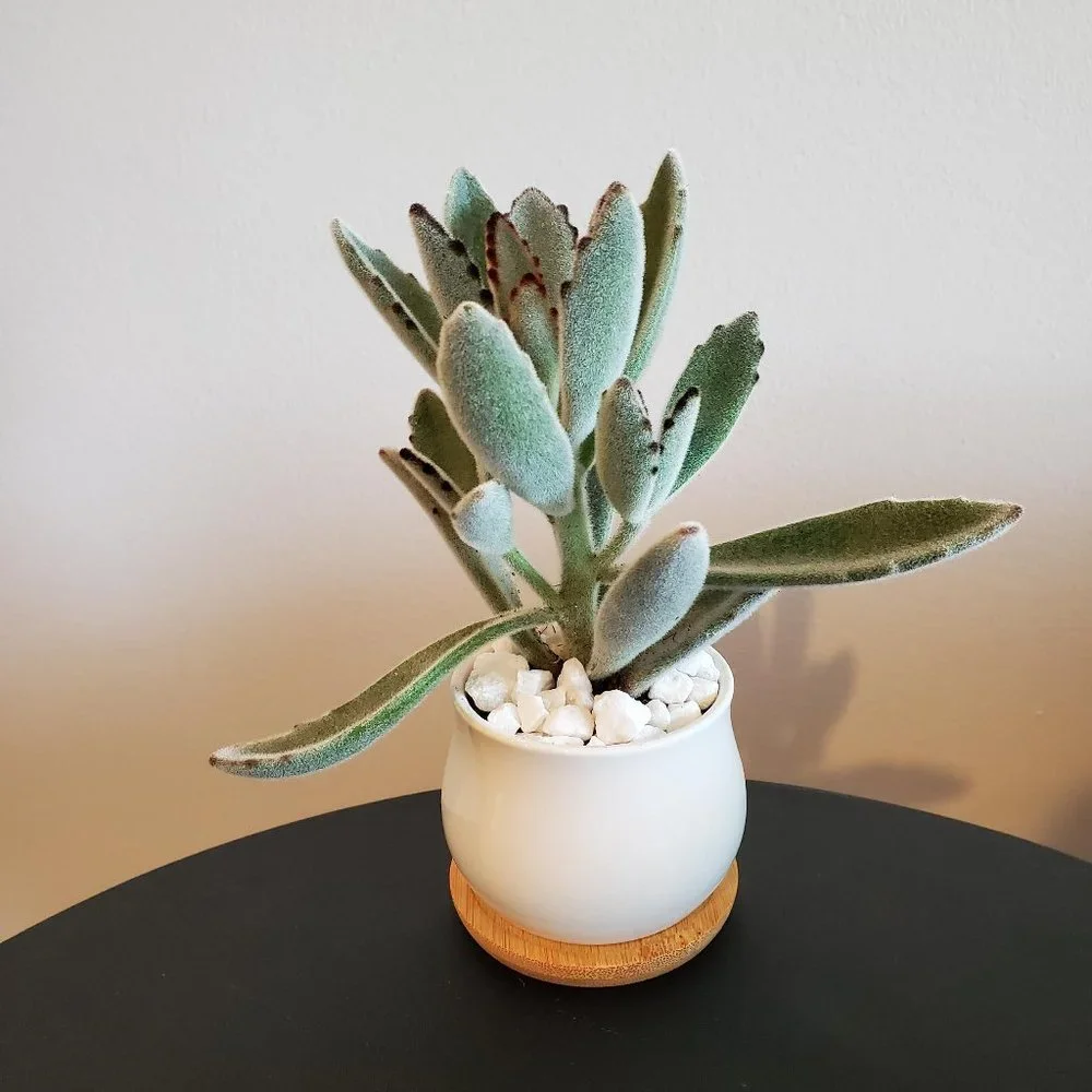 Panda Plant Fuzzy Succulent in White Ceramic Pot, Kalanchoe Tomentosa, Planter - Picture 1 of 6